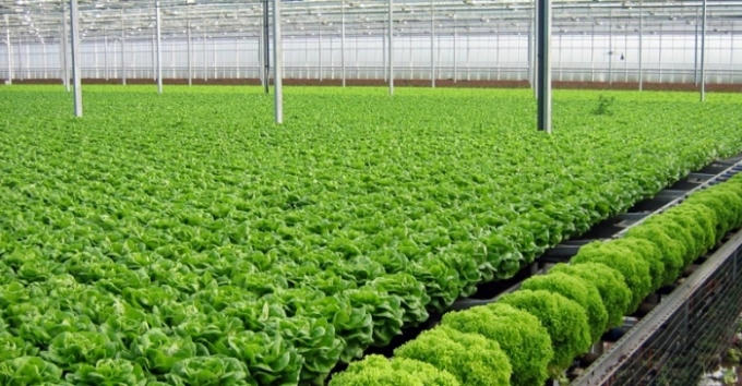 Chợ an toàn thực phẩm sẽ được nhiều người quan tâm.
