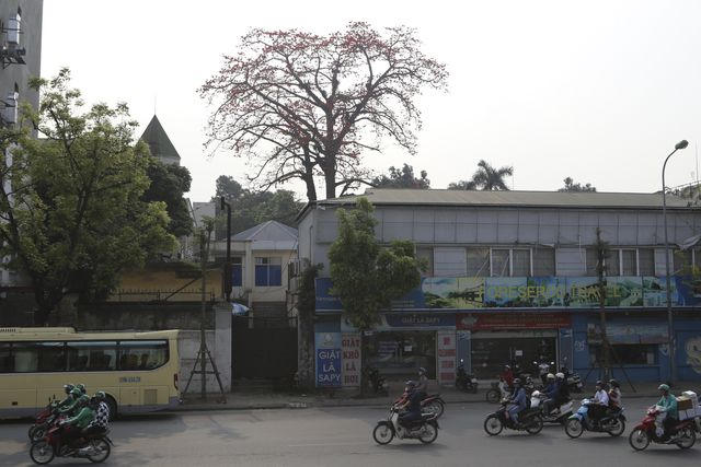 Trên đường Trần Khánh Dư có 3 cây cổ thụ lớn, đang độ ra hoa với màu đỏ vô cùng đẹp mắt.