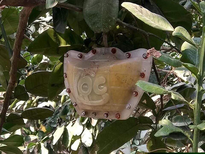 C&uacute;ng Tết bưởi t&agrave;i lộc thỏi v&agrave;ng 1 triệu/cặp: D&acirc;n Thủ đ&ocirc; cầu ph&uacute; qu&yacute;