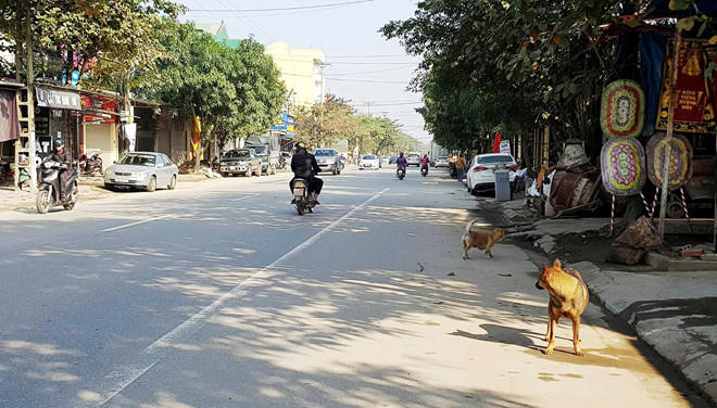 Chó thả rông trên đường Trần Hưng Đạo, TP Vinh.