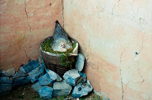 Hay đơn giản là ổ gà mái đang ấp trứng bên góc tường cũng tạo nên một vẻ đẹp rất riêng của Hà Giang.