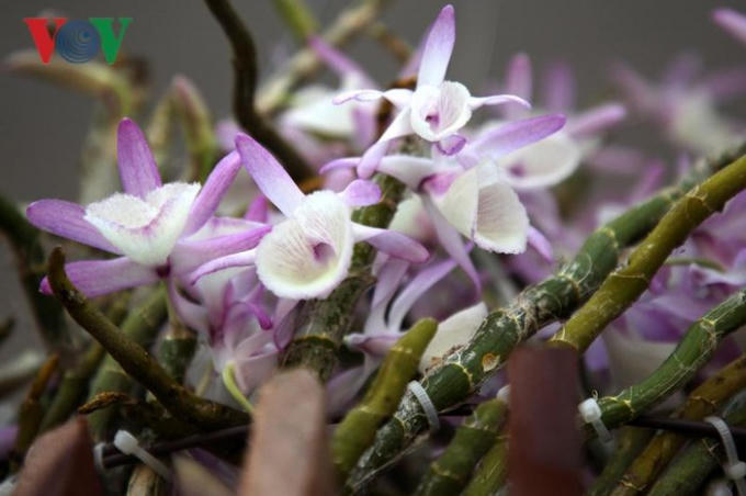 Rực rỡ hương sắc lan rừng Lai Châu