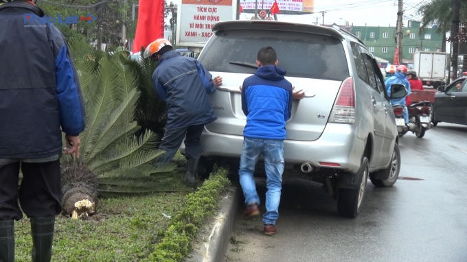 Vụ tai nạn làm 2 cây vạn tuế lâu năm bị đốn ngã.
