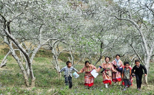 Hoa mận tại Sa Pa ch&iacute;nh l&agrave; m&oacute;n qu&agrave;