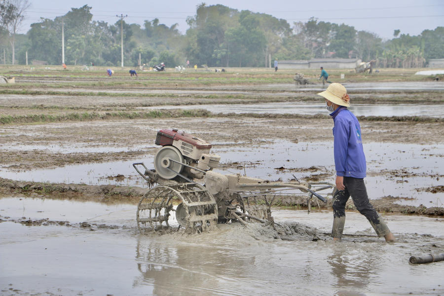 Trên những thửa ruộng đã đủ nước, tiếng máy cày bừa vang khắp cánh đồng.