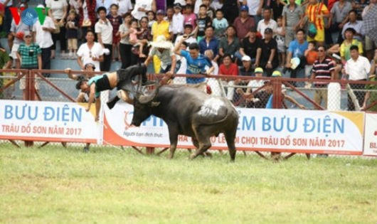 3 cú húc chí mạng của trâu số 18 khiến ông Đinh Xuân Hướng tử vong sau nhiều giờ cấp cứu.