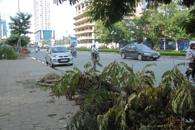 Dọc theo tuyến phố còn rất nhiều cây cũng trong tình trạng tương tự.