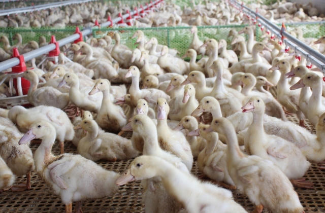 Ra mắt công nghệ mới giúp phát hiện sớm virus Tembusu trên vịt