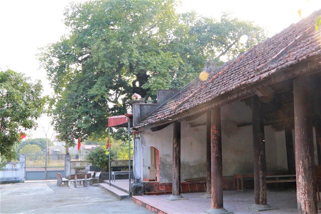 Bao đời nay, cây thị khổng lồ tán rộng 30 - 40m2 che bóng mát cho ngôi đình làng cổ kính. Mùa hè, người dân trong làng kéo nhau đến đình làng, ngồi dưới tán cây thị chuyện trò, hóng mát.