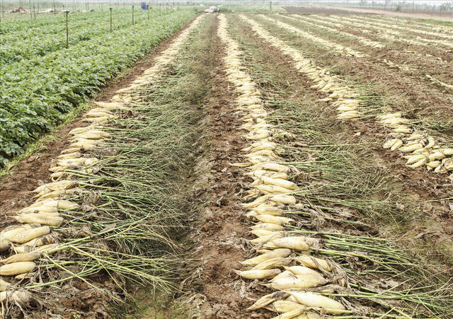 Cả cánh đồng củ cải trắng bị vứt bỏ thối rữa khô quắt.