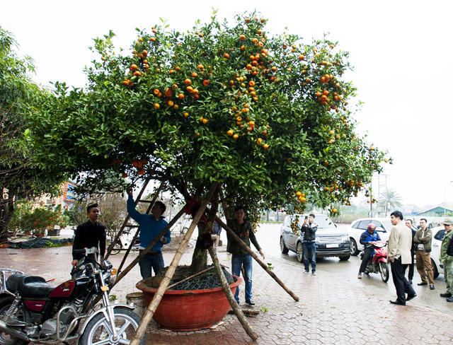 Theo anh Tuấn thì cây quýt này được anh tìm mua ở một bản người Thái ở huyện miền núi Quỳ Hợp (Nghệ An).
