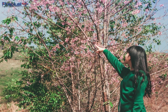 Ngay cả thiên nhiên Đà Lạt cũng luôn biết cách hấp dẫn du khách.