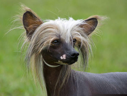 Chó có mào (Chinese crested)