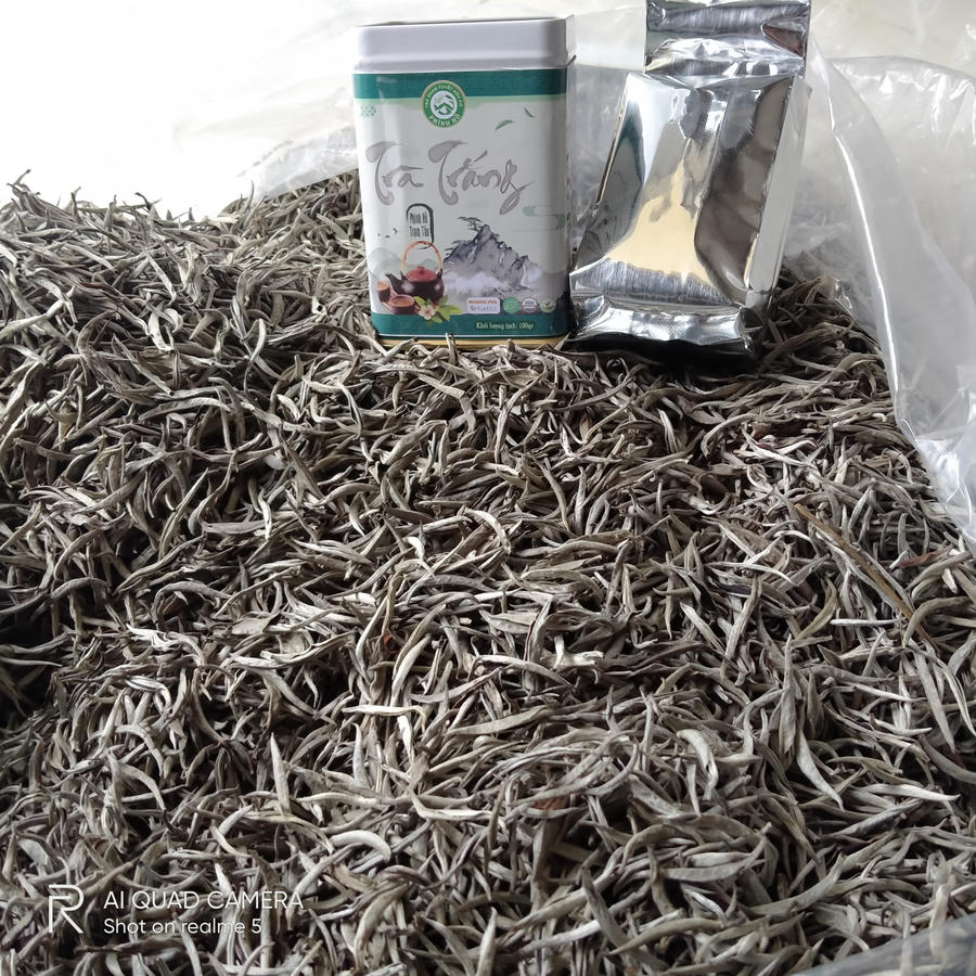 Chè shan tuyết Phình Hồ - sản phẩm OCOP tiêu biểu của huyện Trạm Tấu