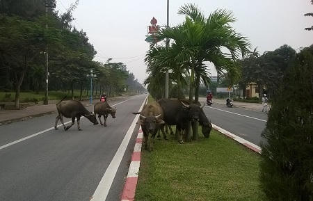 Thảm cỏ và cây cối ở dải phân cách cũng bị đàn trâu