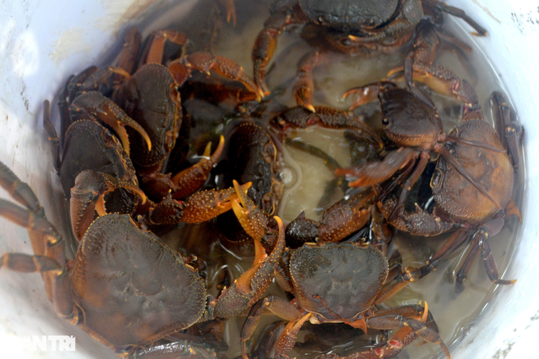 Theo anh Trần Văn Trung, ở xã Nghĩa Lộc, huyện Nghĩa Đàn, trung bình mỗi đêm tranh thủ đi