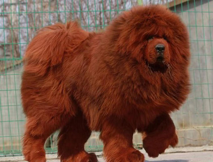 Con ngao Tây Tạng trưởng thành có thể lên tới 100 kg.