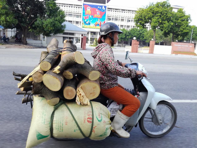 Những khúc củi được đưa về nhà.