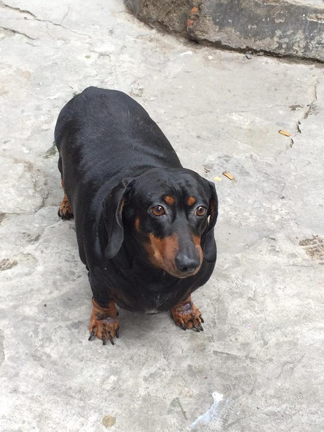 Vì quá béo nên chú chó dường như đi khá chậm chạm, bụng chạm gần tới đất, 4 chân thì cảm giác ngắn tũn.