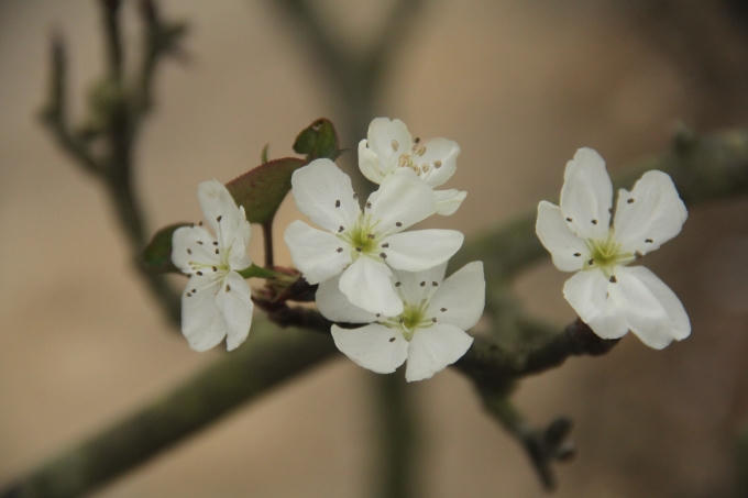 C&agrave;nh đ&agrave;o, hoa l&ecirc; h&uacute;t h&agrave;ng trong dịp rằm th&aacute;ng Gi&ecirc;ng