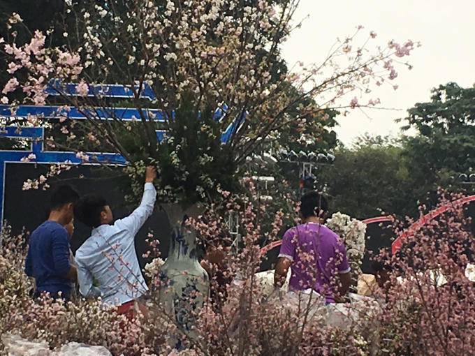 Những nhân viên hăng say sửa sang những cành đào.