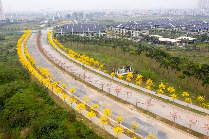 Cung đường này dài khoảng 300 - 400 m chỉ trồng hai loại cây ra hoa cùng vào tháng 3 nên khi nhìn từ trên cao rất nổi bật