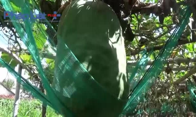 Clip: Thăm vườn bí đao