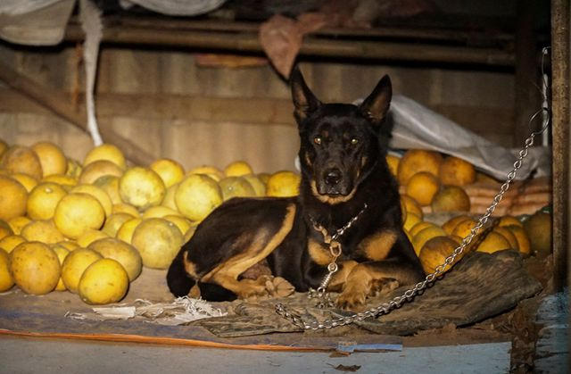 Hầu hết các hộ trồng bưởi tại làng Phúc Diễn đều nuôi ít nhất 3 con chó canh vườn, có hộ còn làm hàng rào dây thép gai, lắp camera giám sát để chống trộm.