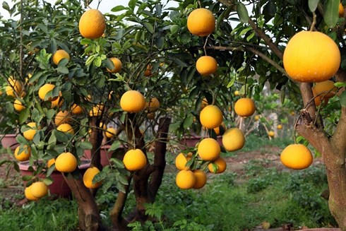 Bưởi diễn là món quà quê thuần hậu giàu tình cảm.