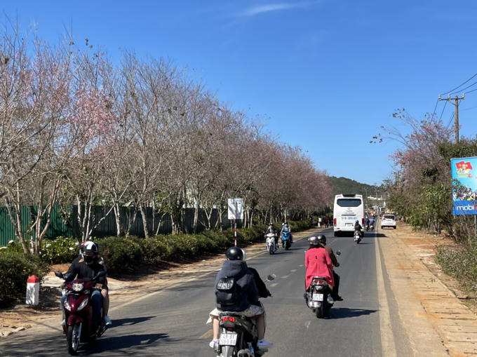 Hiện tại Đà Lạt có khoảng 80.000 cây Mai Anh Đào. Trong đó, tập trung nhiều nhất ở khu vực hồ Xuân Hương, đường Phan Đình Phùng, đường Trần Hưng Đạo và một số tuyến phố trung tâm khác.