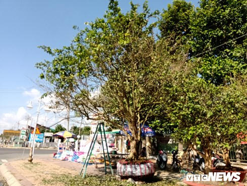 Cây mai cổ thụ được phát giá 3 tỷ đồng tại Cần Thơ.