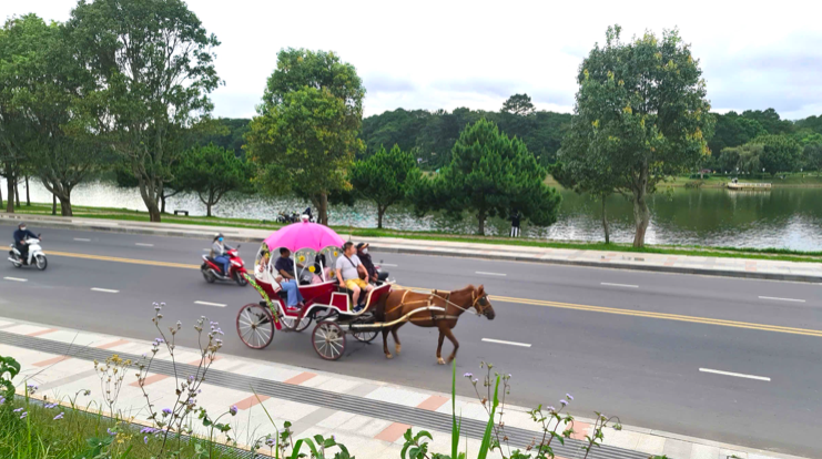 UBND TP.Đà Lạt quyết định ngừng hoạt động dịch vụ xe ngựa chở du khách tại hồ Xuân Hương từ ngày 25/2.