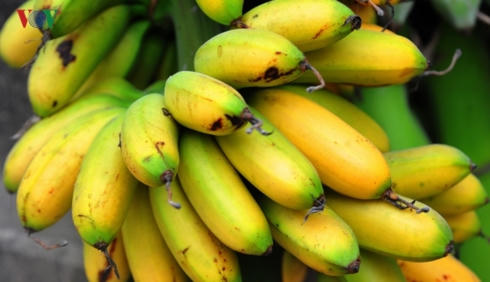 Vào dịp Tết cổ truyền, trên mâm ngũ quả thờ gia tiên không thể thiếu nải chuối. Vì thế, chuối ngự Đại Hoàng càng trở nên đắt giá.