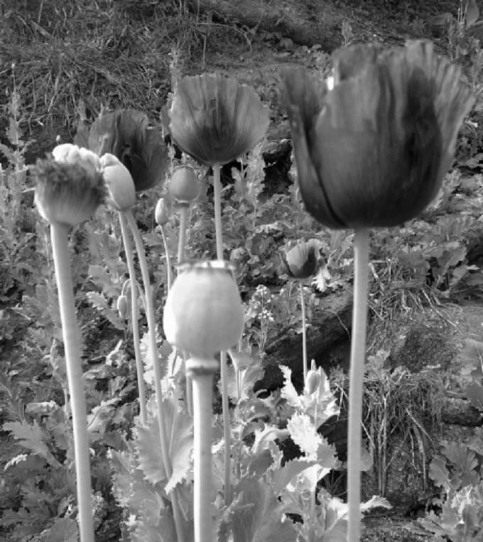 Đứa trẻ nơi x&oacute; n&uacute;i vấp ng&atilde; v&igrave; vướng lời nguyền hoa anh t&uacute;c