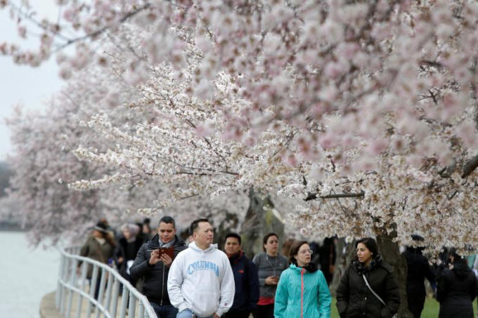Dòng người dạo bước dưới hàng hoa anh đào nở rộ ở ven hồ Tidal Basin.