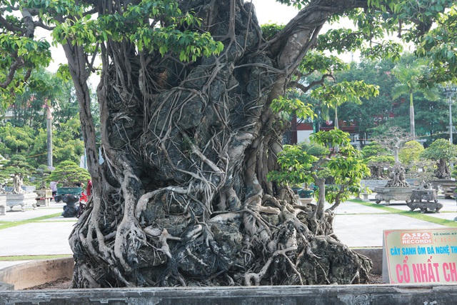 Chủ nhân của tác phẩm cho biết, cây được trồng trong chậu và được ký trên đá nhiều năm nên màu của rễ hòa quyện vào màu của đá thành một màu mà chỉ những cây sanh cổ thực sự mới có được