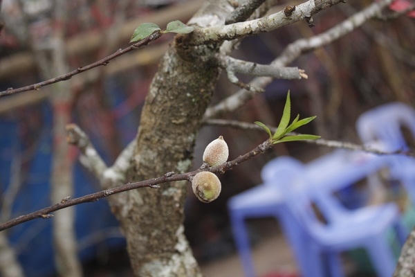 “Những các cành đào rừng mang về đây bán chúng tôi phải lên các khu vực Tây Bắc như Mộc Châu, Sơn La, Hoà Bình, Lạng Sớn, Bắc Giang  thu mua và thuê xe vận chuyển về. Ảnh: Như Trường