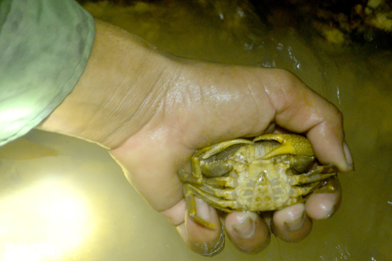 Hiện cua đá loại 5-6 con/kg có giá bán là 120.000-150.000 đồng/kg, loại 8-10 con/kg là 90.000-100.000 đồng/kg.