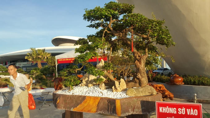 Chiêm ngưỡng những tác phẩm nghệ thuật Bonsai đặc sắc tại hội chợ OCOP Quảng Ninh lần thứ V
