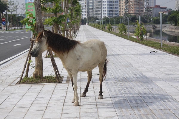 Vỉa hè rộng 7,2 m được lát đá xanh tự nhiên biến thành nơi phóng uế của đàn ngựa.