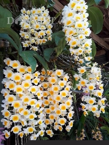 them nha treo toan hoa lan rung quy hiem cua trai 9x tinh dak nong hinh anh 11