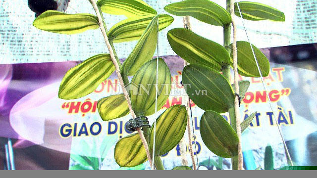 Phần lá đột biến của chậu lan Giả hạc, vùng Ma Bó của tỉnh Lâm Đồng.