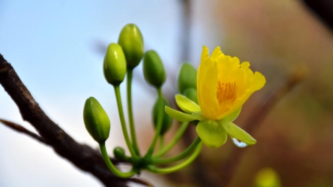 Tưng bừng hội chợ hoa Tết Đ&agrave; Nẵng
