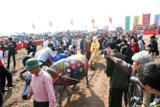 "Vua" là người xuống ruộng cày 3 sá ruộng đầu tiên.