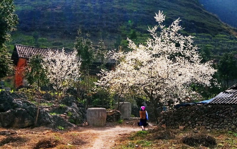 Mùa xuân Tây Bắc.  