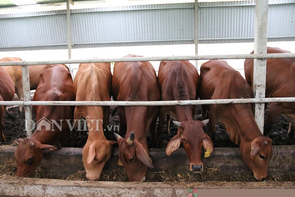 nuoi 100 con bo 3b to bu, ba van xom voi loi 2 ty dong moi nam hinh anh 6