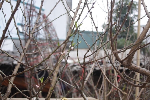 Anh Nguyễn Huy Hoàng, chủ một bãi đào bày bán trên vỉa hè Lạc Long Quân (Tây Hồ, Hà Nội) cho biết, giá cả tuỳ thuộc vào mỗi cành. Cành to thì khoảng 1,5 triệu đến 3 triệu đồng/cành còn cành nhỏ thì khoảng 200 nghìn đồng đến 6 00 nghìn đồng/cành. Cành đẹp thì đẹp tiền, cành xấu thì xấu tiền. Ảnh: Như Trường