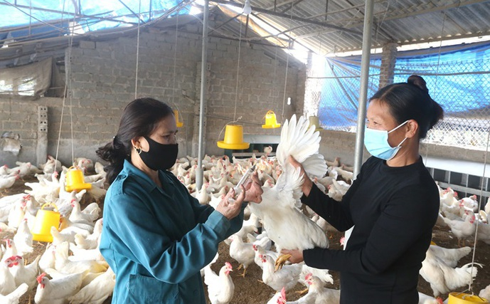 Tập trung triển khai đồng bộ, quyết liệt, có hiệu quả các giải pháp phòng, chống dịch bệnh gia súc, gia cầm.