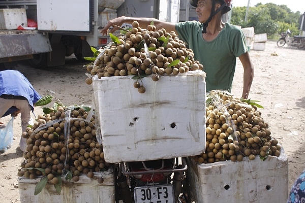 Ông Lập cho biết thêm, các năm trước mất mùa, dân gặp nhiều khó khăn. Năm nay dân được mùa nhưng không biết giá cả thế nào, dân rất lo lắng nay lại thấy thông tin như trên nên bà con rất hoang mang.