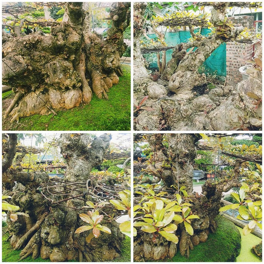 Gốc cây đế tọa rộng, liền mạch, không có sẹo mọc lên chín thân tự nhiên là sự hiếm gặp!